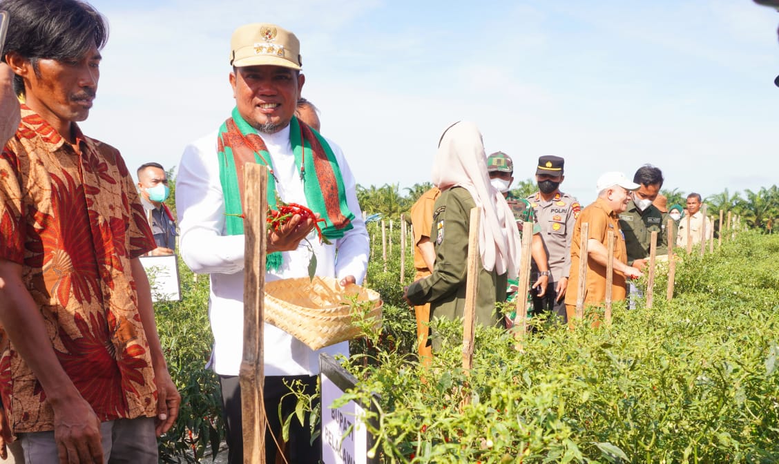 You are currently viewing Bupati Pelalawan Hadiri Panen Cabai Perdana Di Desa Lubuk Ogung