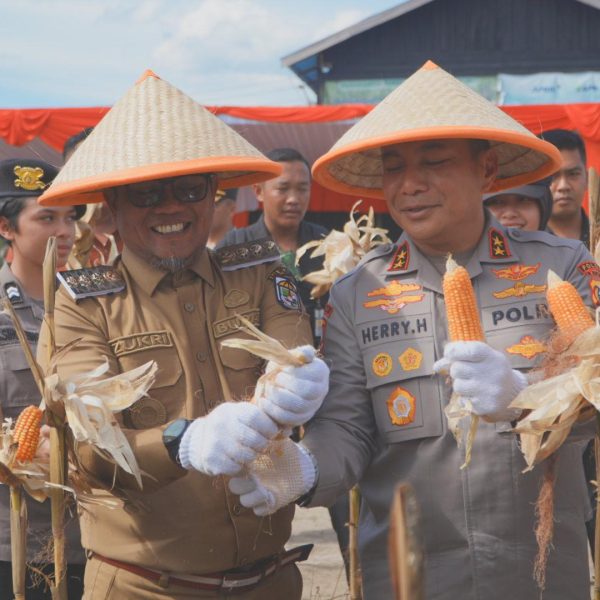 Bupati dan Wakil Bupati Pelalawan Ikuti Panen Raya 15 Ton Jagung Pipil Bersama Kapolda Riau