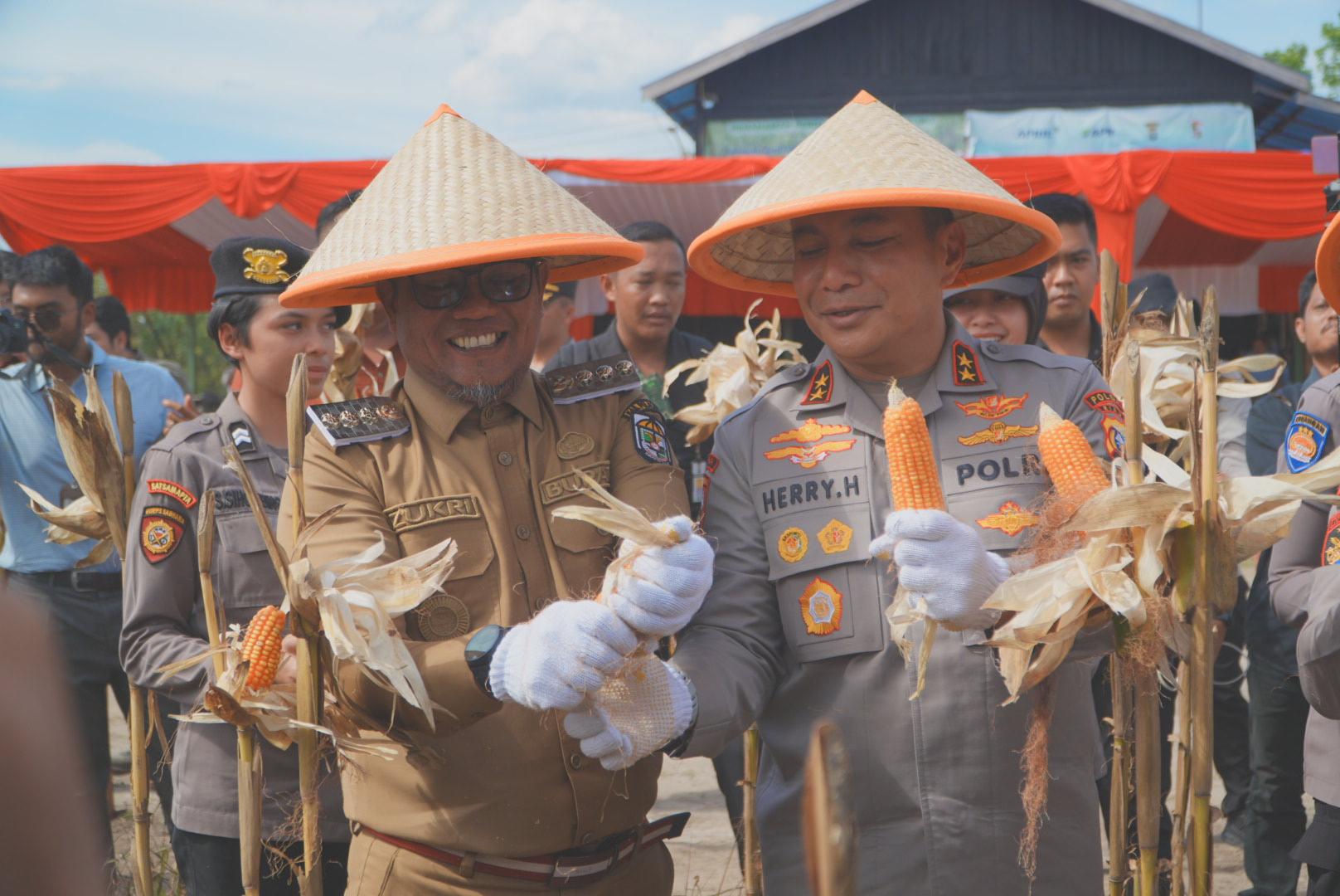 Bupati dan Wakil Bupati Pelalawan Ikuti Panen Raya 15 Ton Jagung Pipil Bersama Kapolda Riau