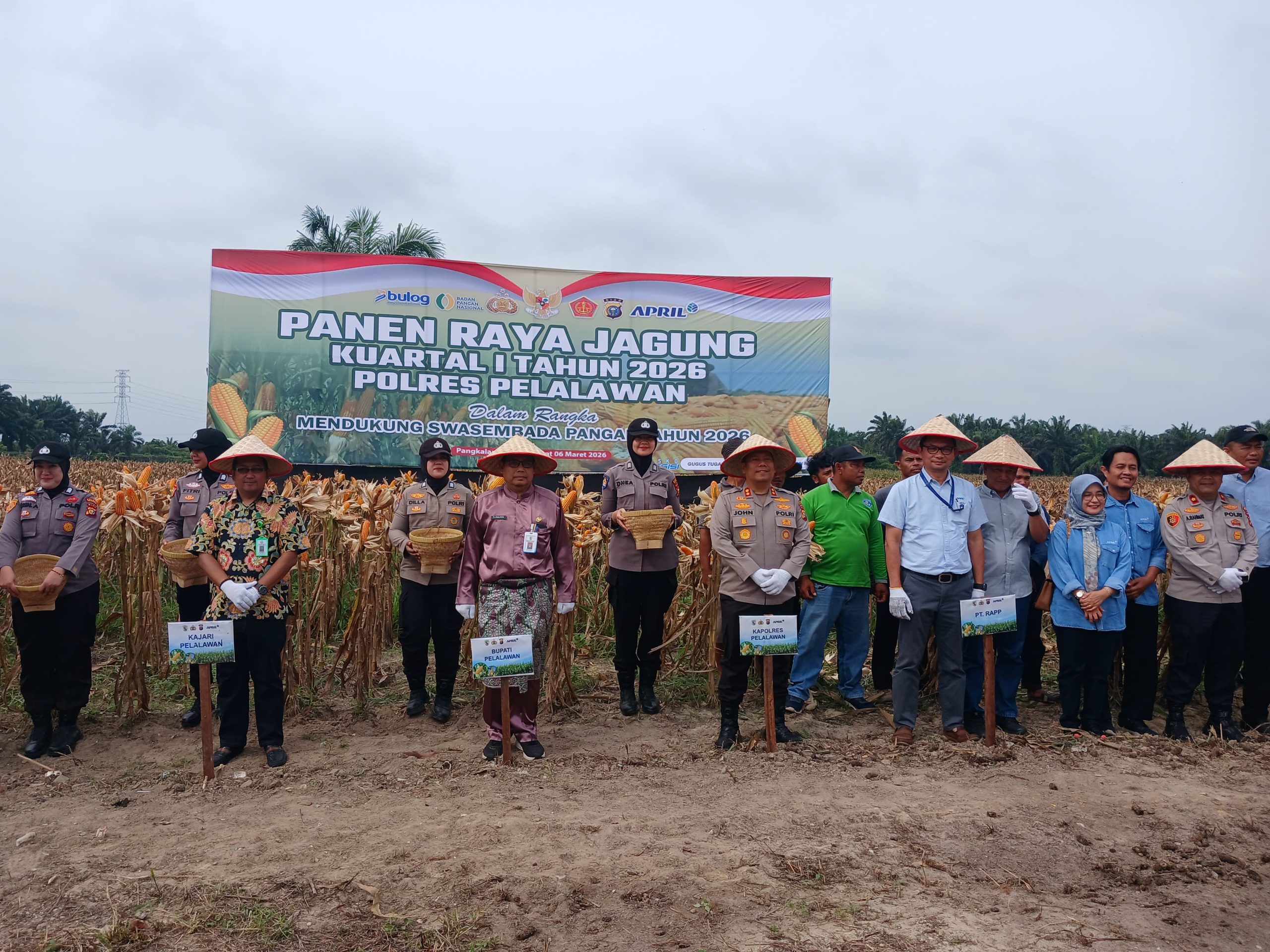 Read more about the article Sekda Pelalawan Hadiri Panen Raya Jagung Polres, Dukung Ketahanan Pangan Nasional